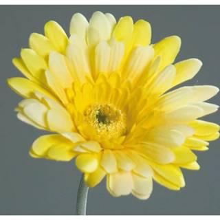 ASKO - NÁBYTOK Umelá kvetina Gerbera 56 cm, žltá, značky ASKO - NÁBYTOK